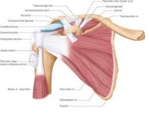 Shoulder Musculature
