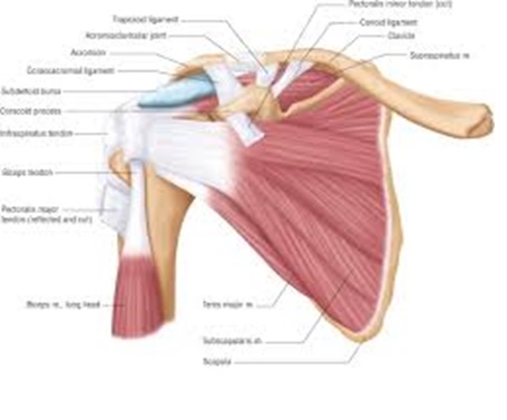 Swimmer's Shoulder - Vasta Performance Training and Physical Therapy