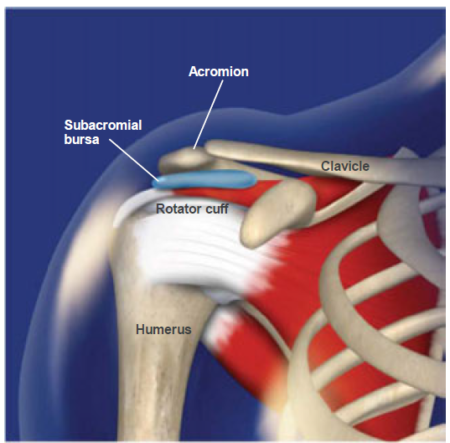 Rotator Cuff Injuries / Impingement Syndrome - Vasta Performance ...