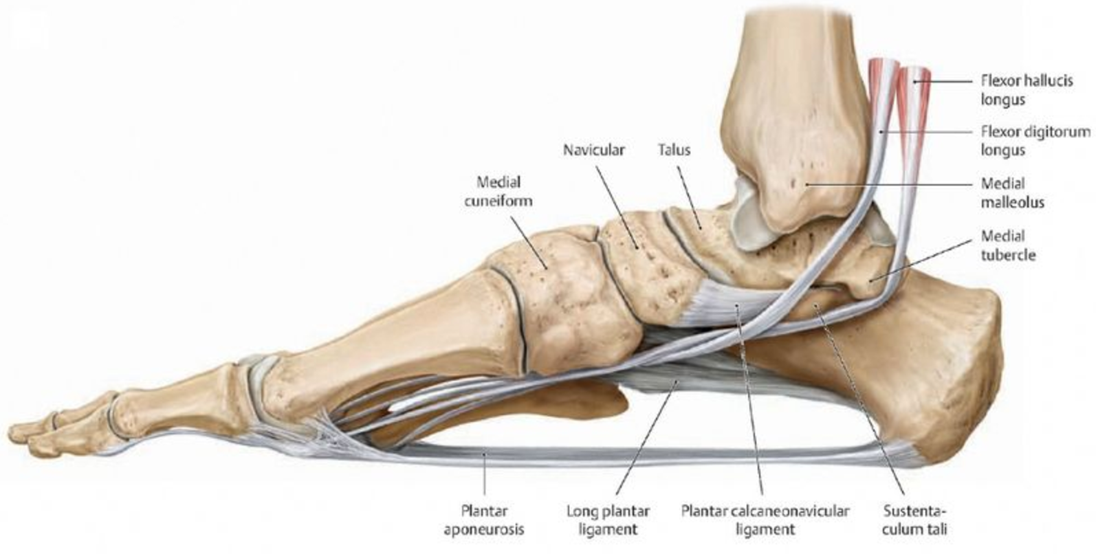 Medial Foot Ligaments