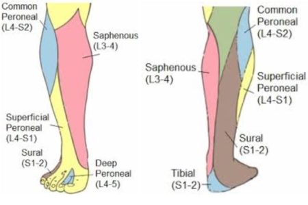 Shin Pain - Vasta Performance Training and Physical Therapy