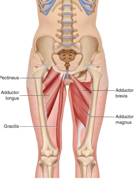 Everything You Need to Know About Groin Strains