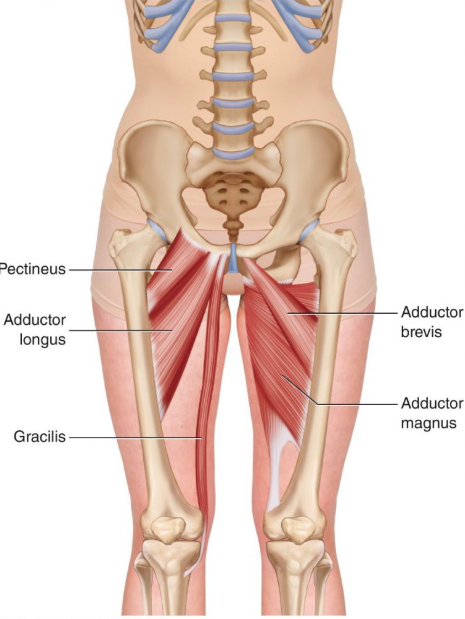 Pulled muscle inner discount thigh near groin