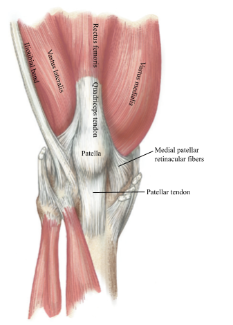 Patellar Instability - Vasta Performance Training and Physical Therapy